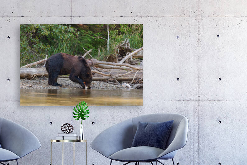 Grizzly Sow by Randy Tremblay Photography