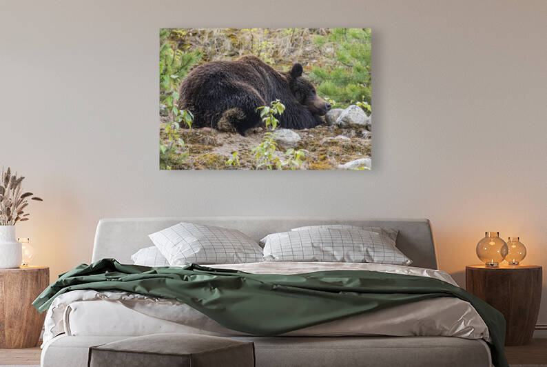 Grizzly Boar by Randy Tremblay Photography