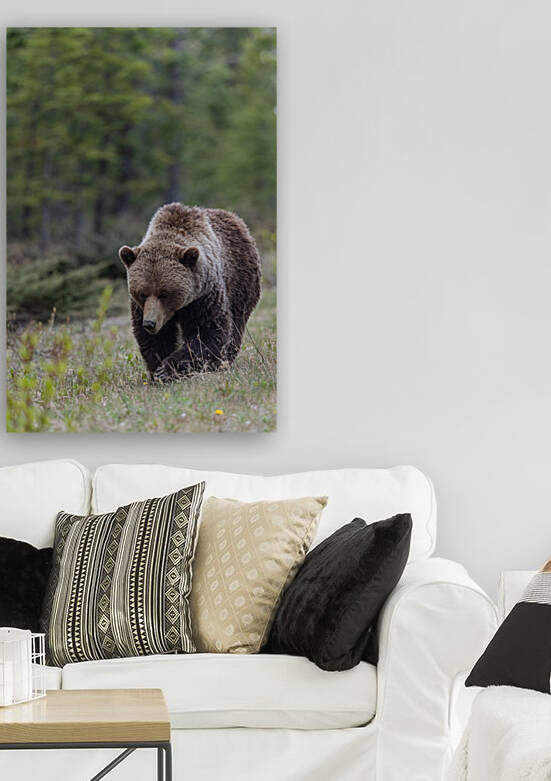 Grizzly Boar by Randy Tremblay Photography