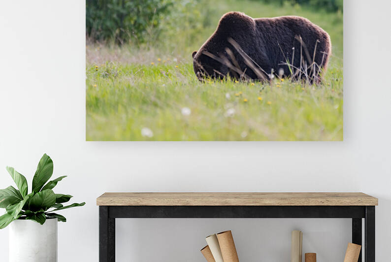 Grizzly Boar by Randy Tremblay Photography