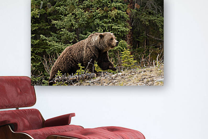 Grizzly Boar by Randy Tremblay Photography