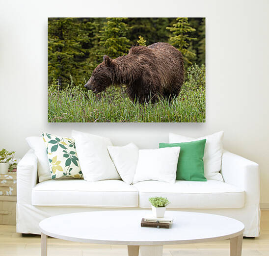 Grizzly Sow by Randy Tremblay Photography