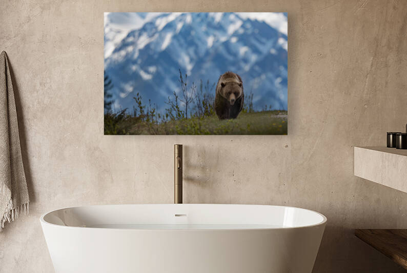 Grizzly Boar by Randy Tremblay Photography