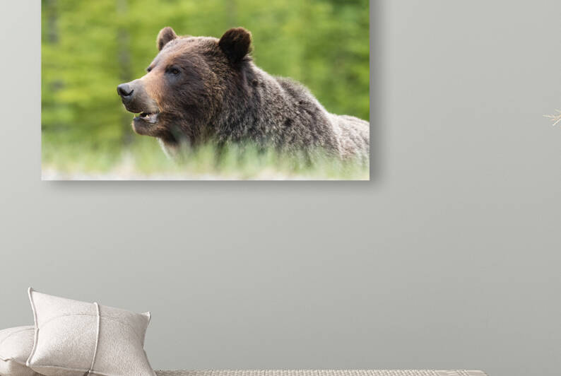 Grizzly Boar by Randy Tremblay Photography