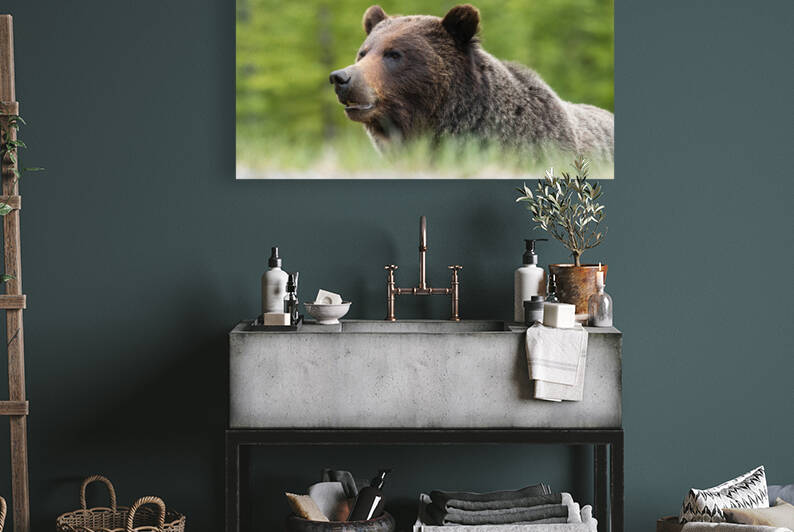 Grizzly Boar by Randy Tremblay Photography