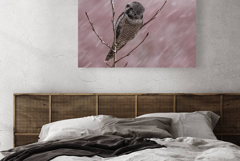 Northern Hawk Owl by Randy Tremblay Photography