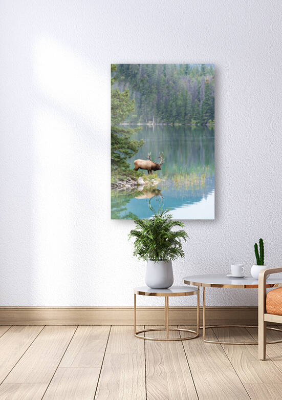 Bull Elk by Randy Tremblay Photography