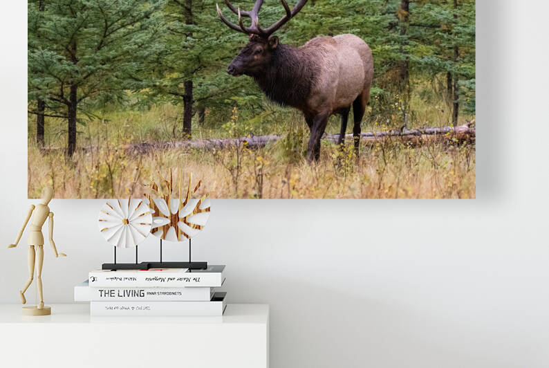 Bull Elk by Randy Tremblay Photography