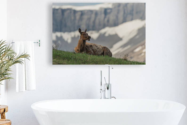 Cow Elk by Randy Tremblay Photography