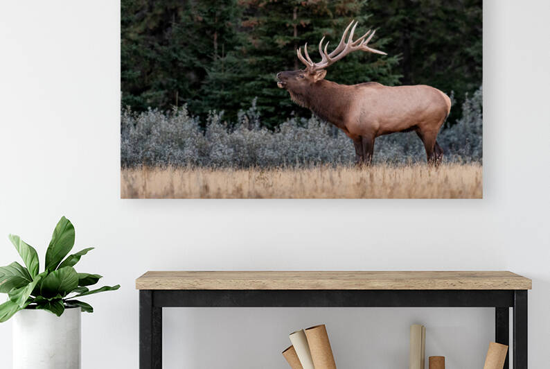 Bull Elk by Randy Tremblay Photography