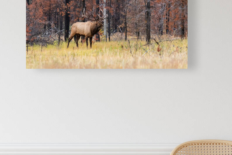 Bull Elk by Randy Tremblay Photography