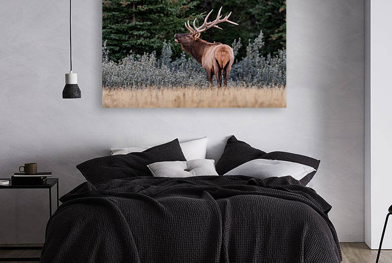 Bull Elk by Randy Tremblay Photography