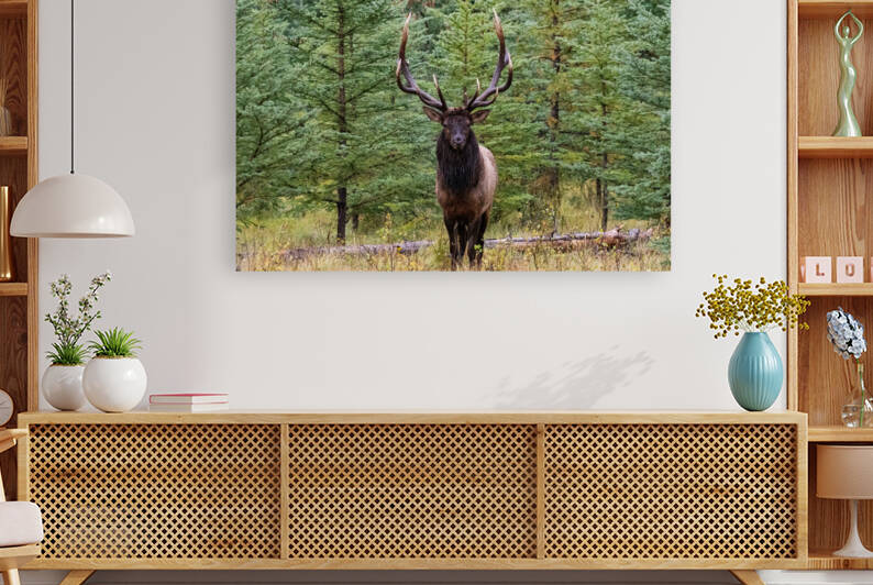Bull Elk by Randy Tremblay Photography