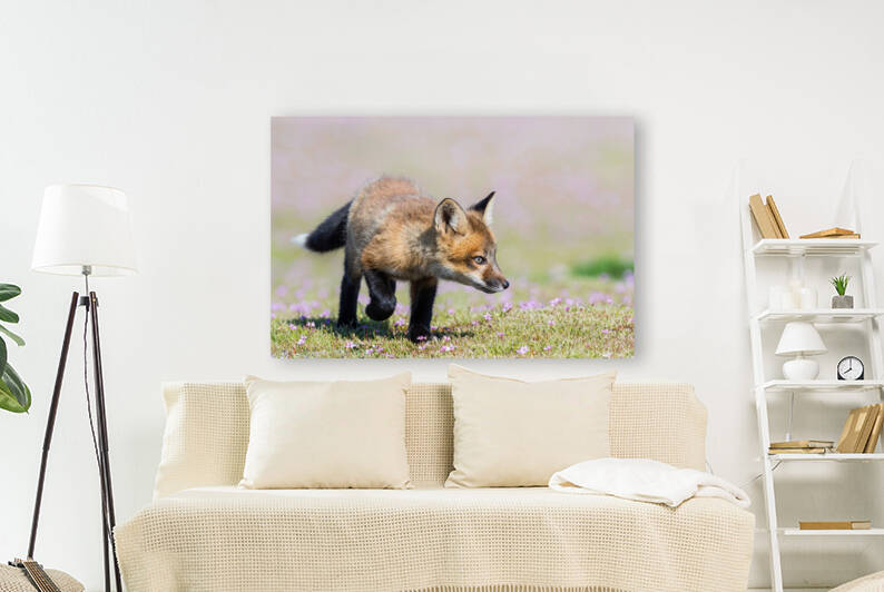 Red Fox Kit by Randy Tremblay Photography