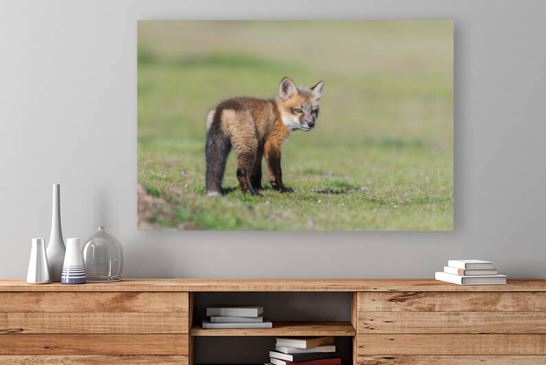 Red Fox Kit by Randy Tremblay Photography