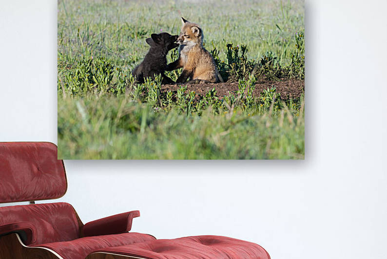 Red Fox Kits by Randy Tremblay Photography