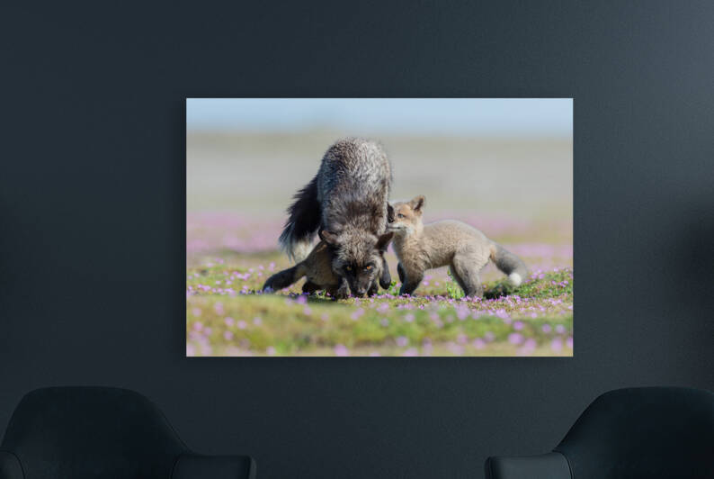 Red Fox with Kits by Randy Tremblay Photography