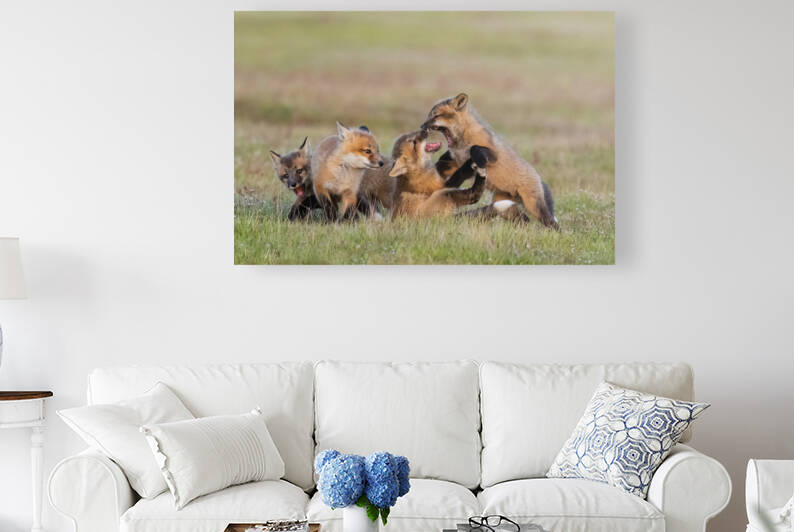 Red Fox Kits by Randy Tremblay Photography