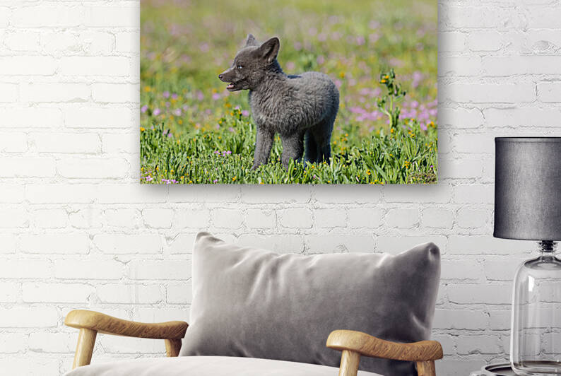 Red Fox Kit by Randy Tremblay Photography