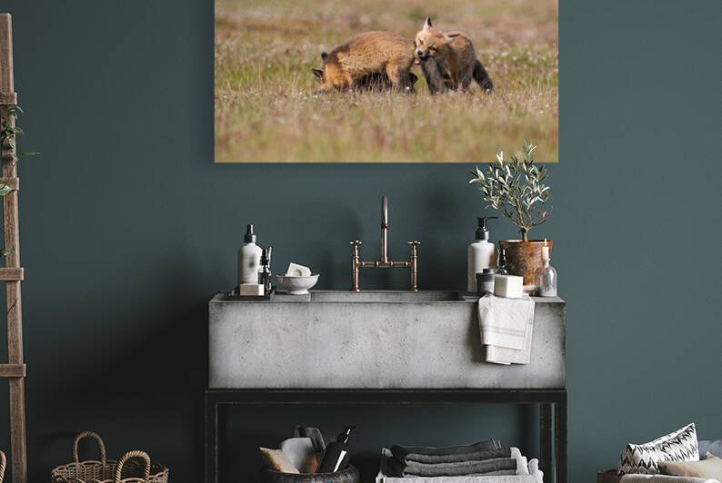 Red Fox Kits by Randy Tremblay Photography