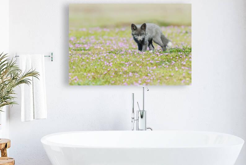 Red Fox Kit by Randy Tremblay Photography