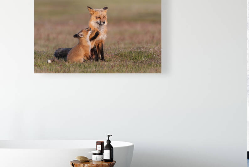 Red Fox with Kit by Randy Tremblay Photography