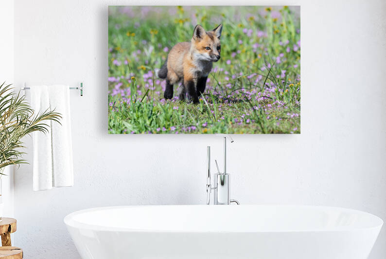 Red Fox Kit by Randy Tremblay Photography