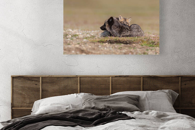 Red Fox with Kit by Randy Tremblay Photography