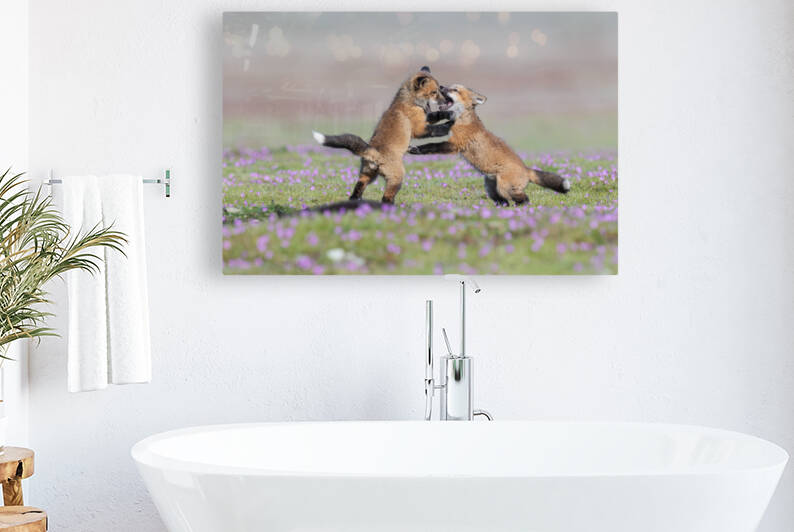 Red Fox Kits by Randy Tremblay Photography