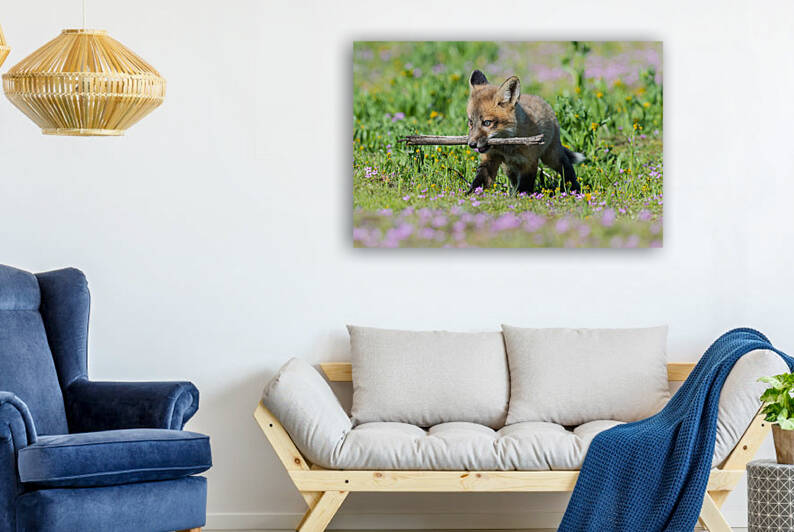 Red Fox Kit by Randy Tremblay Photography