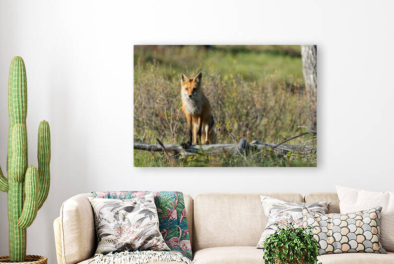 Red Fox by Randy Tremblay Photography