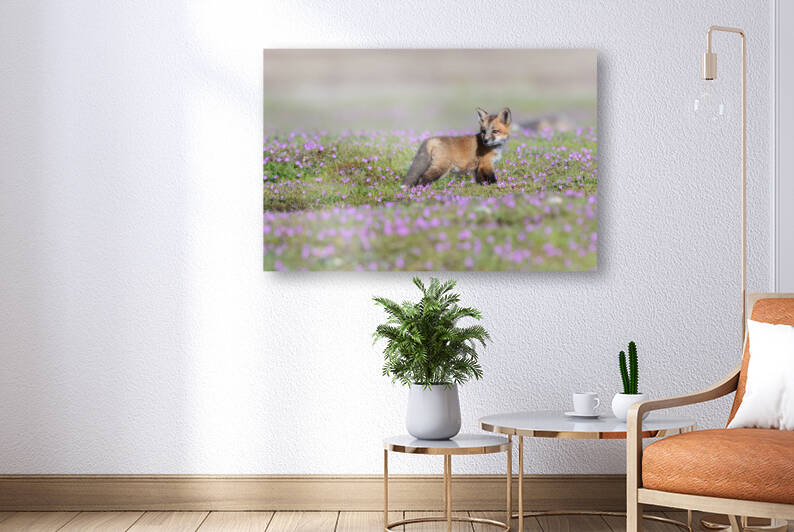 Red Fox Kit by Randy Tremblay Photography