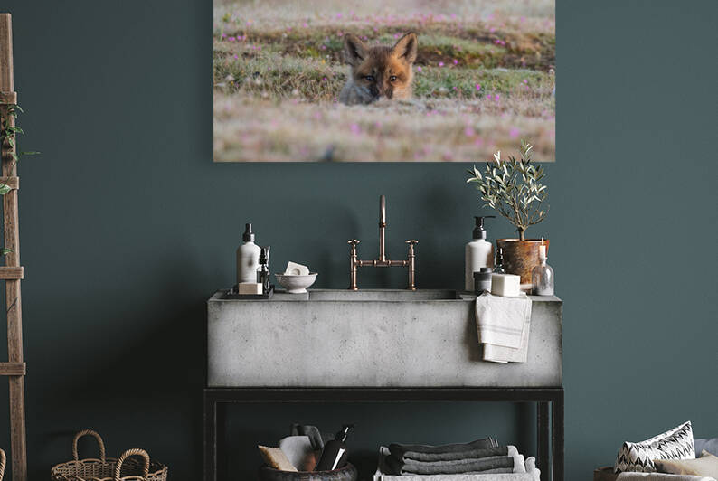 Red Fox Kit by Randy Tremblay Photography