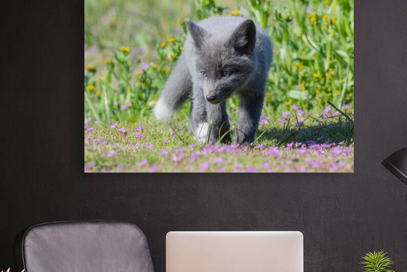 Red Fox Kit by Randy Tremblay Photography