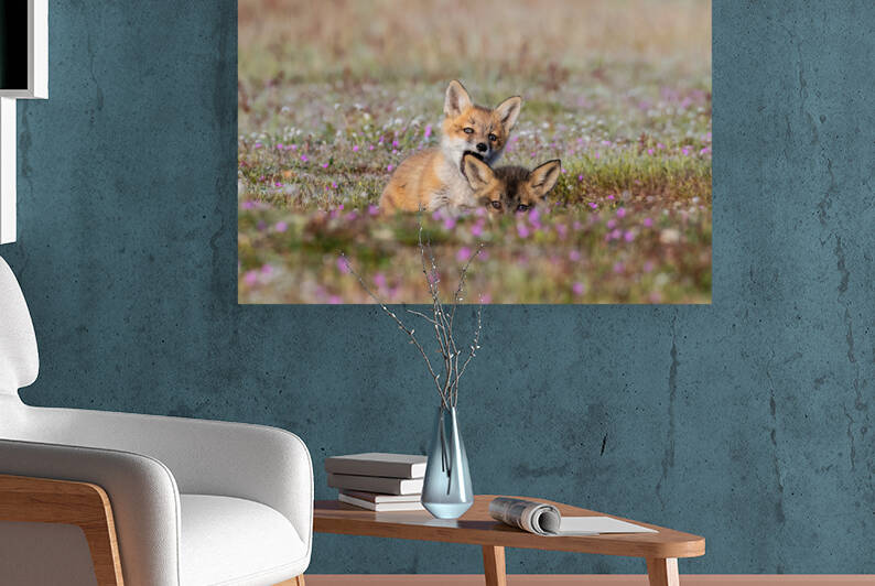 Red Fox Kits by Randy Tremblay Photography