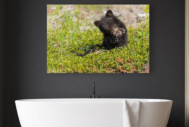 Black Bear Cub by Randy Tremblay Photography