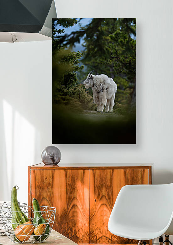 Mountain Goat by Randy Tremblay Photography