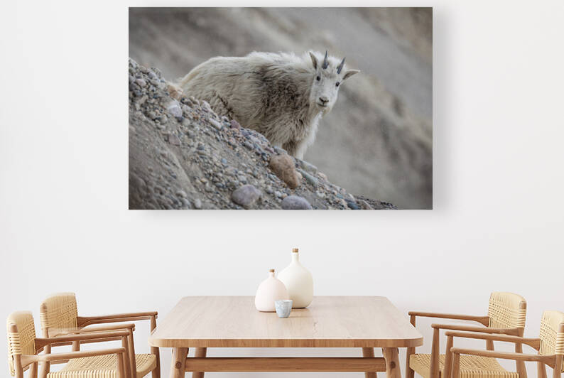 Mountain Goat Kid by Randy Tremblay Photography