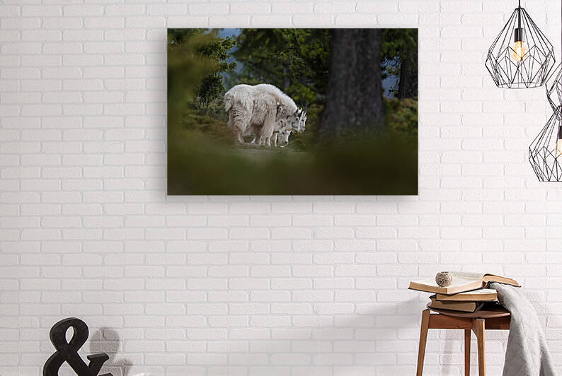 Mountain Goat by Randy Tremblay Photography