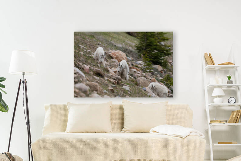 Mountain Goats by Randy Tremblay Photography