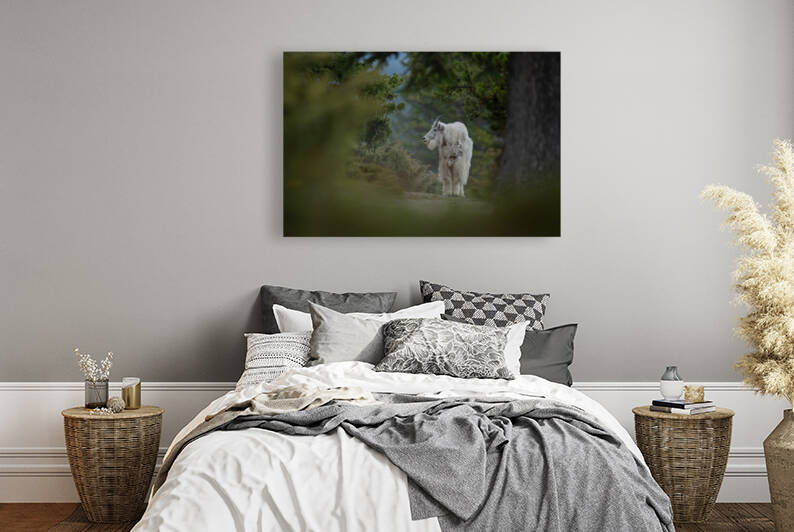 Mountain Goat by Randy Tremblay Photography