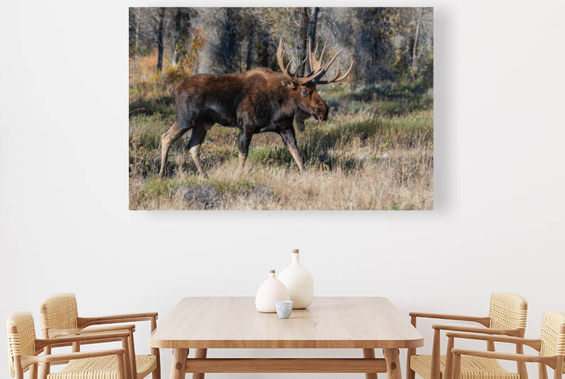 Bull Moose by Randy Tremblay Photography