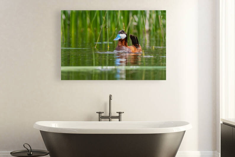 Male Ruddy Duck by Randy Tremblay Photography