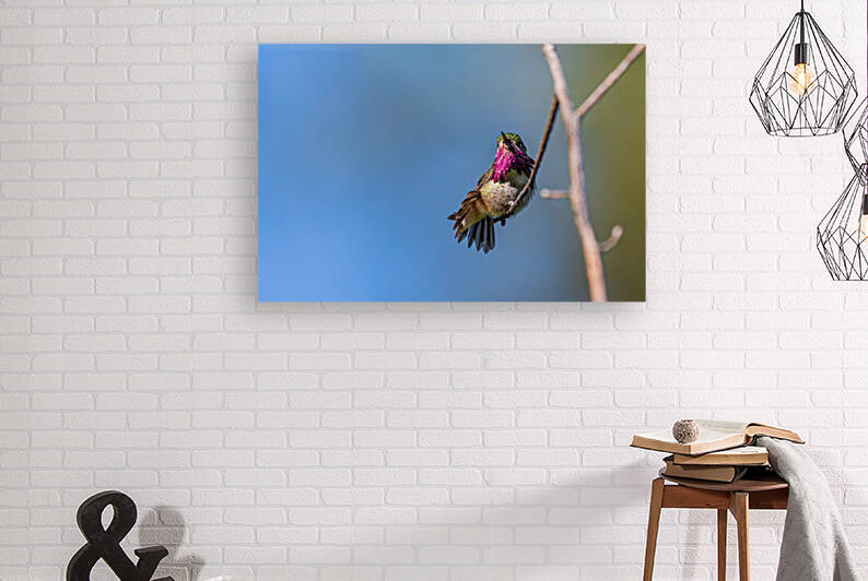 Male Calliope Hummingbird by Randy Tremblay Photography