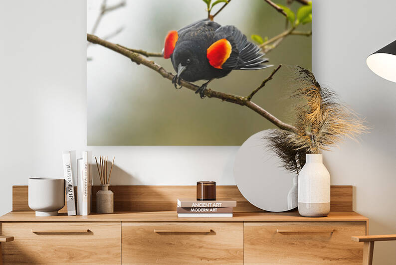 Male Red-Winged Blackbird by Randy Tremblay Photography