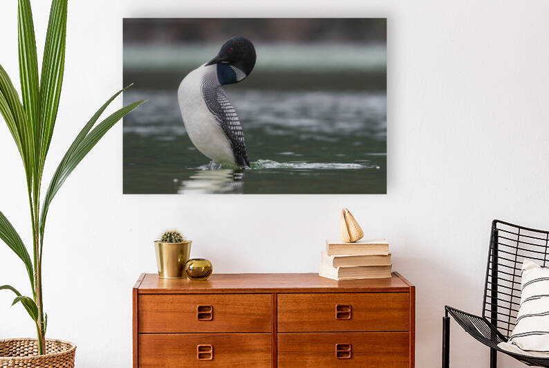 Common Loon by Randy Tremblay Photography