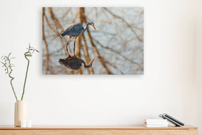 Great Blue Heron by Randy Tremblay Photography