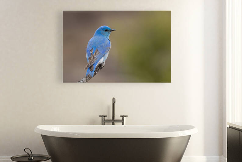 Male Mountain Bluebird by Randy Tremblay Photography