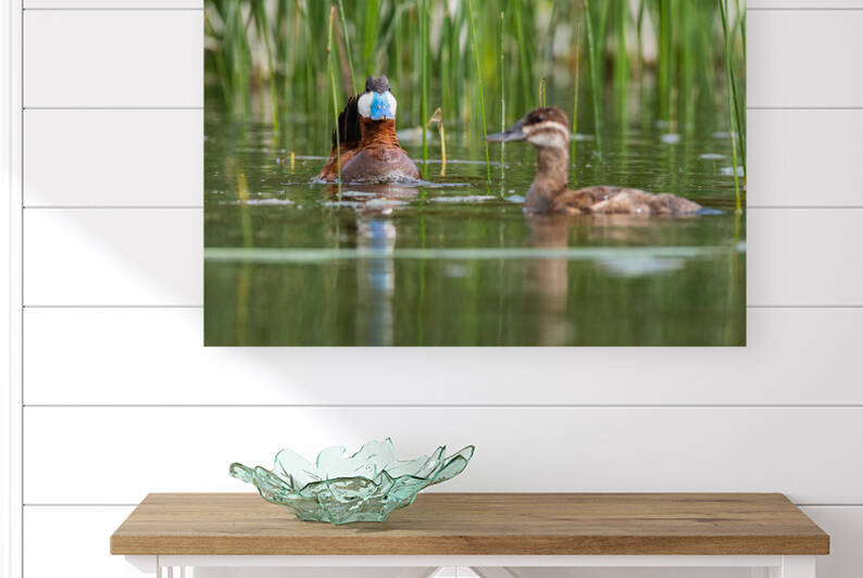 Ruddy Ducks by Randy Tremblay Photography