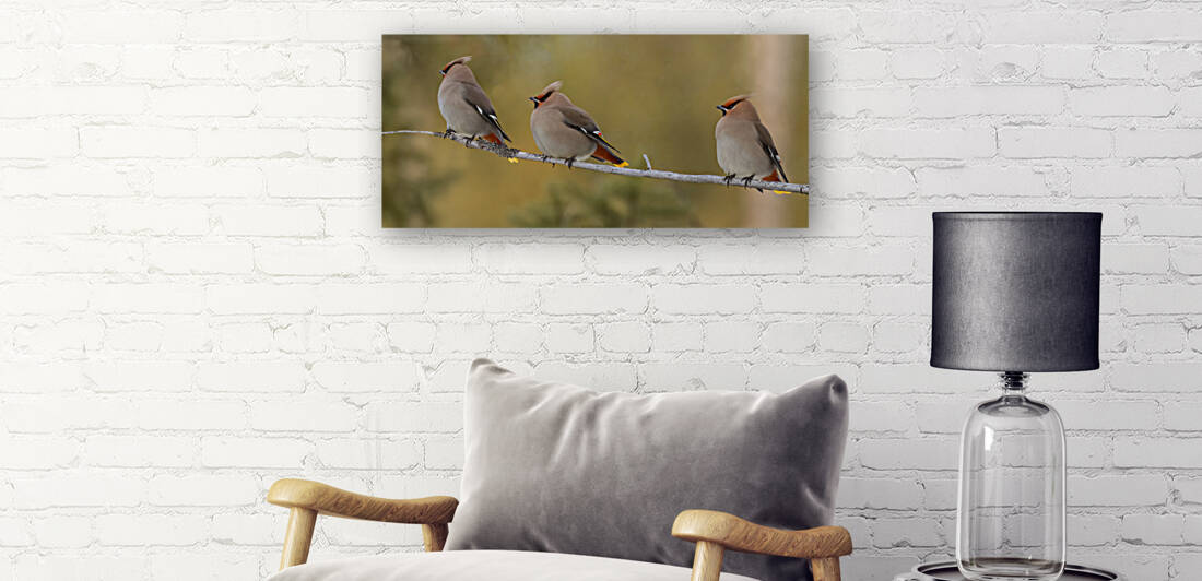 Bohemian Waxwings by Randy Tremblay Photography